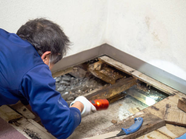 Best Mold Damage Repair  in Strum, WI