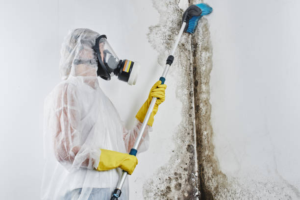Home Mold Removal in Strum, WI