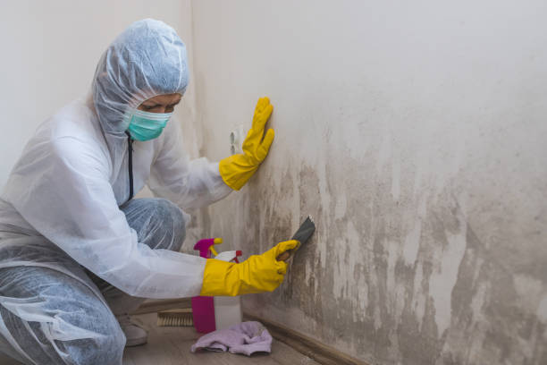 Best Certified Mold Removal  in Strum, WI