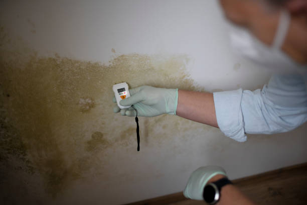 Best Mold Removal Process  in Strum, WI