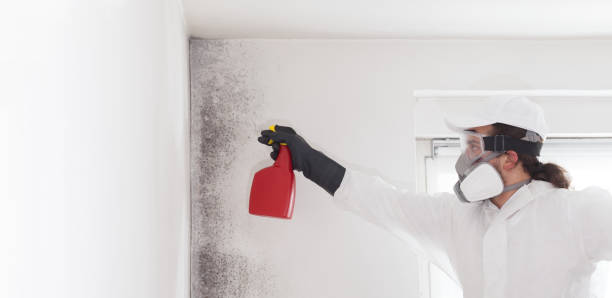 Best Commercial Mold Removal  in Strum, WI