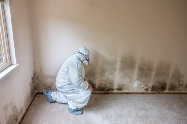 Best Toxic Mold Removal  in Strum, WI