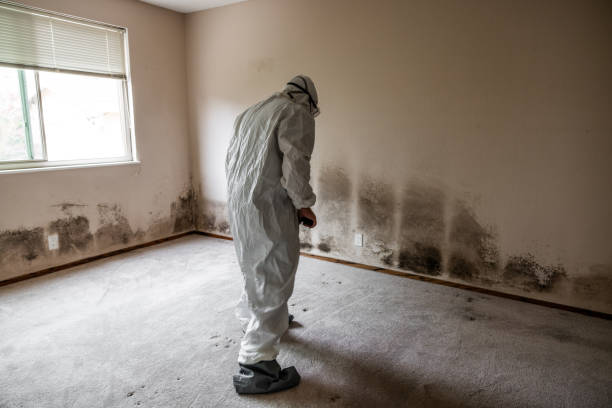 Attic Mold Removal in Strum, WI
