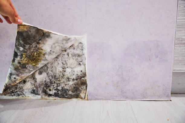 Best Same-Day Mold Removal  in Strum, WI